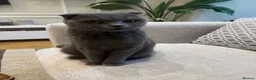 Scottish Fold cats for sale: Rehoming our beloved female Scottish fold - Advert 1