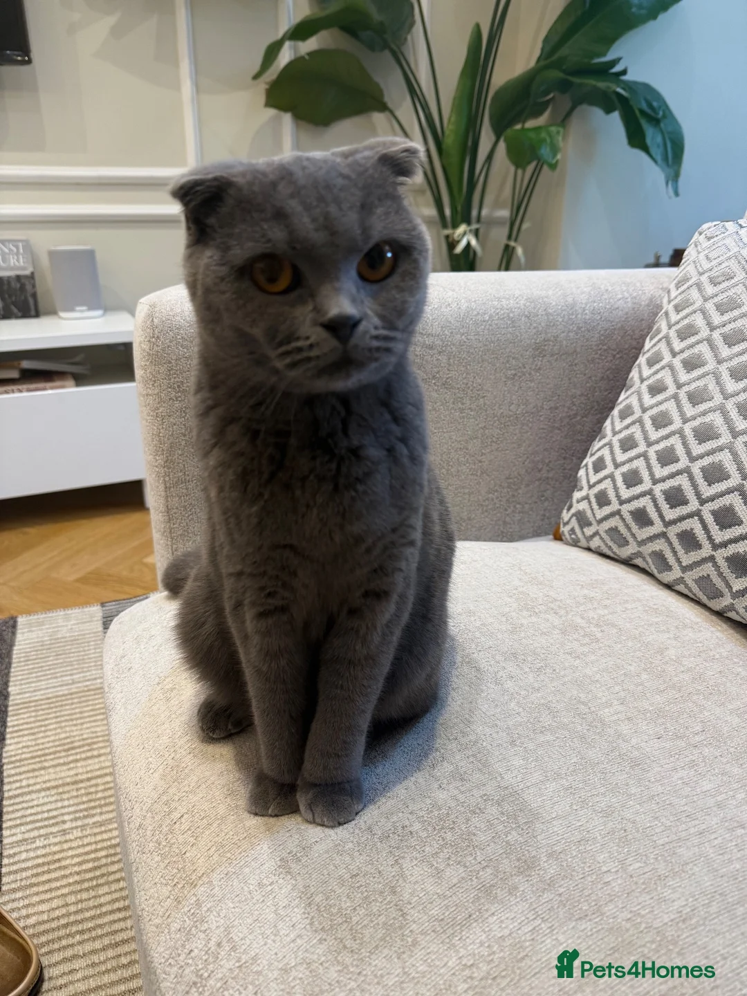 Scottish Fold cats for sale: Rehoming our beloved female Scottish fold - Advert 1