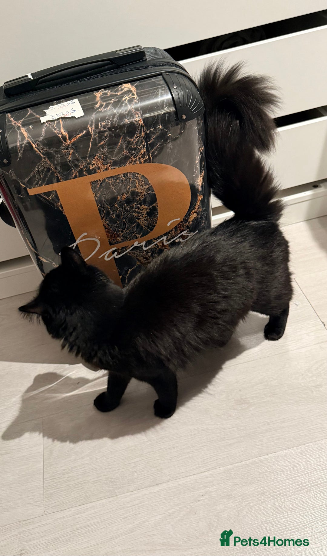 Maine Coon cats for sale: 10 Month old Kitten - Maine Coon - Image 5