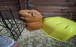 Guinea Pig rodents for sale: guinea pigs boys * still available 14th November** - Advert 5