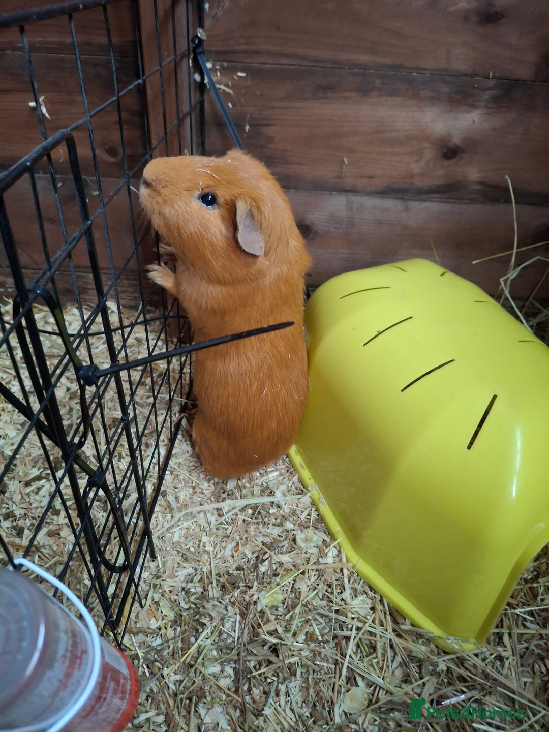 Guinea Pig rodents for sale: guinea pigs boys * still available 14th November** - Advert 5