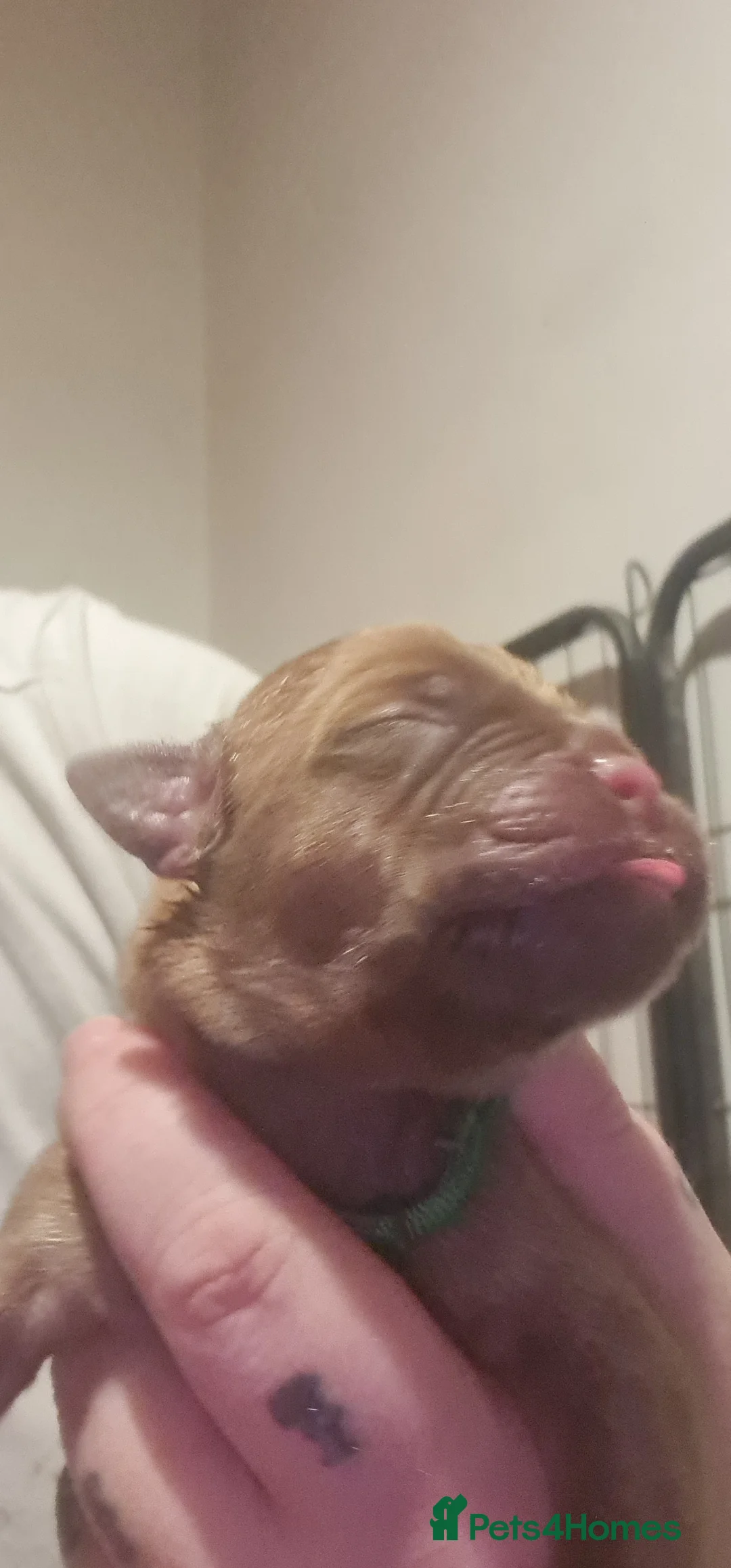 Dogue De Bordeaux dogs for sale: Dogue de bordeaux puppies - Advert 16