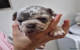 French Bulldog dogs for sale: 3 French bulldog puppies left - Image 11