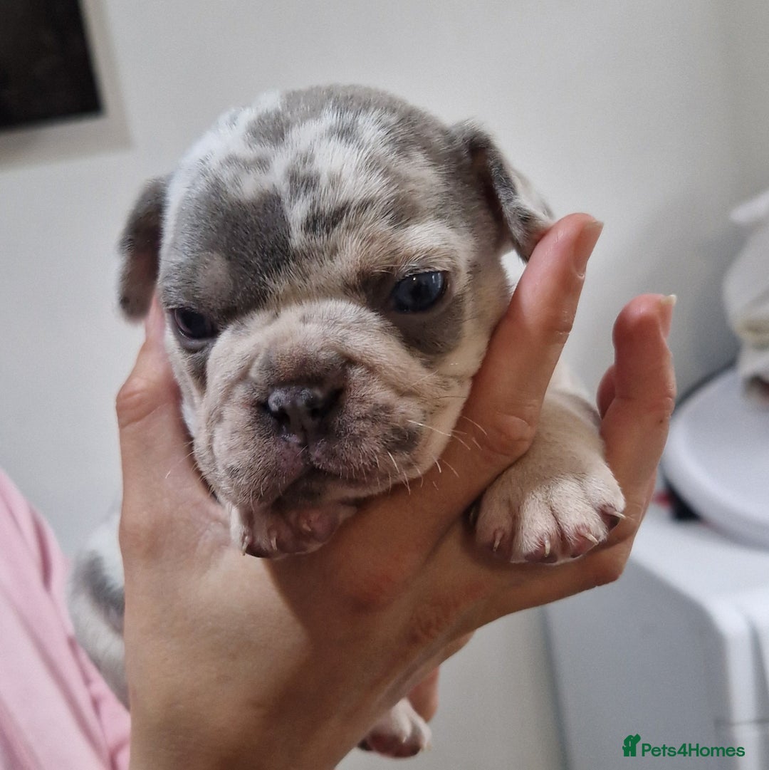 French Bulldog dogs for sale: 3 French bulldog puppies left - Image 11