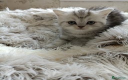 British Shorthair cats for sale: British Shorthair kittens - Image 9
