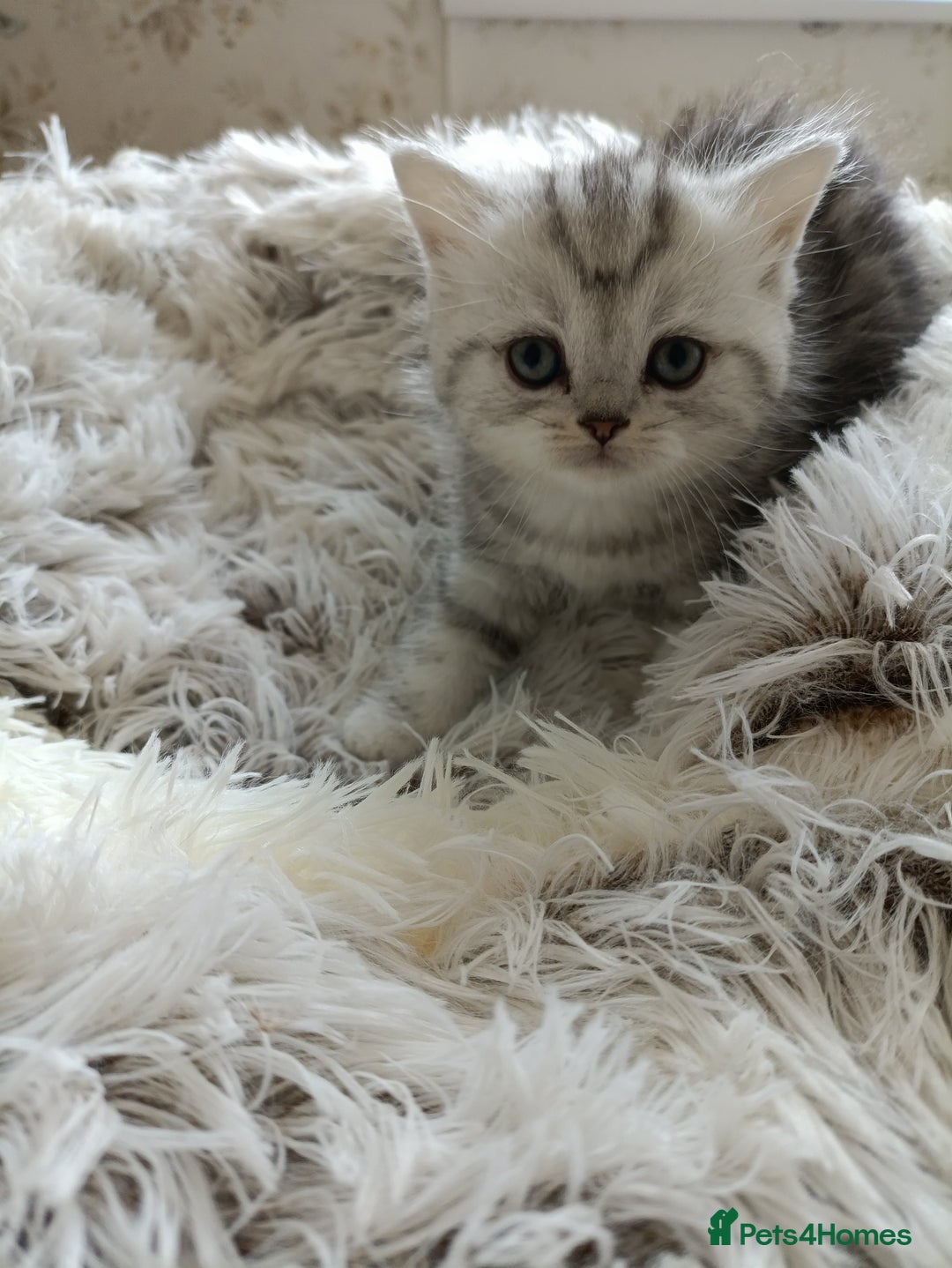 British Shorthair cats for sale: British Shorthair kittens - Image 9