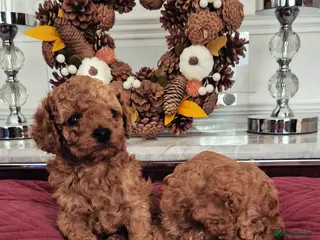 Cavapoo dogs EXTENSIVELY HEALTH TESTED CAVERPOO PUPS - Advert 13