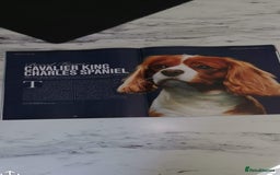 Cavalier King Charles Spaniel dogs for stud: Extensively Health Tested Cavalier King Charles Sp in Mansfield - Image 29