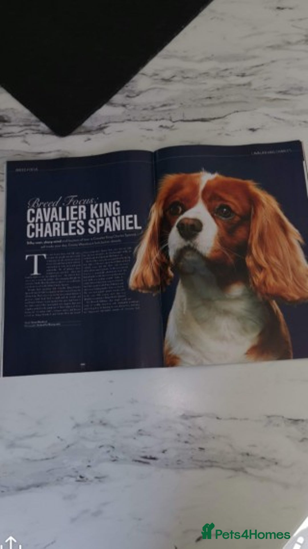 Cavalier King Charles Spaniel dogs for stud: Extensively Health Tested Cavalier King Charles Sp in Mansfield - Image 29