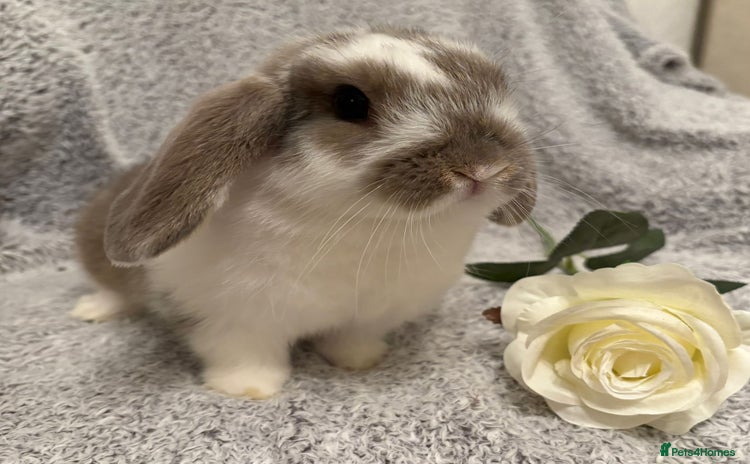 Mini Lop rabbits - Advert 2