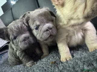 French Bulldog dogs FLUFFY ** FULL FLUFFY FRENCHBULLDOGS😍😍 - Advert 1