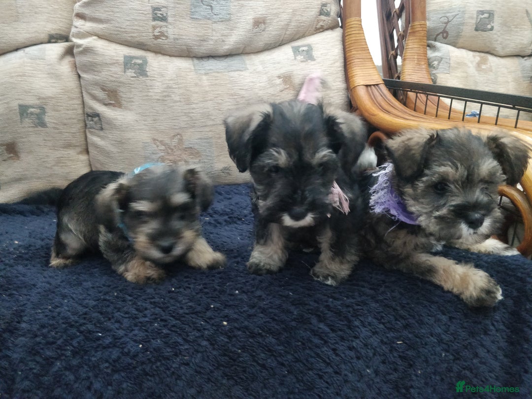 Miniature Schnauzer dogs for sale: Miniature Schnauzer for sale - Image 6