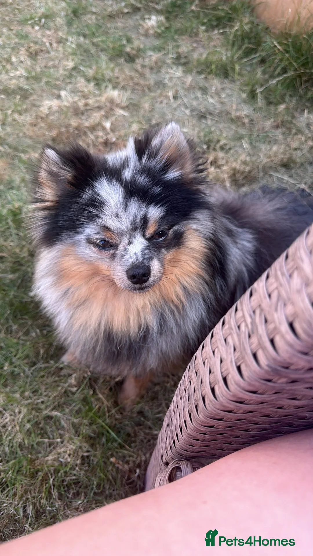 Pomeranian dogs for stud: Stud dog rare colours  blue merle pomernian  - Advert 2