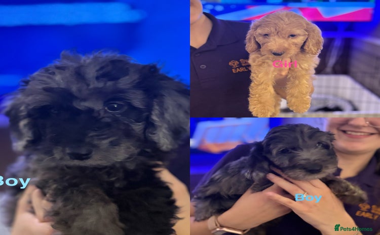 Cockapoo dogs - Advert 1
