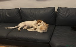 Cocker Spaniel dogs for sale: Very sad rehoming of our spaniel puppy - Image 4