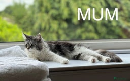 Maine Coon cats for sale: Stunning Maine Coon Kitten 🖤 ACTIVE - Image 6