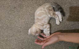 Bengal cats for sale: Snow Bengal Boy Ready For New Home - Image 4