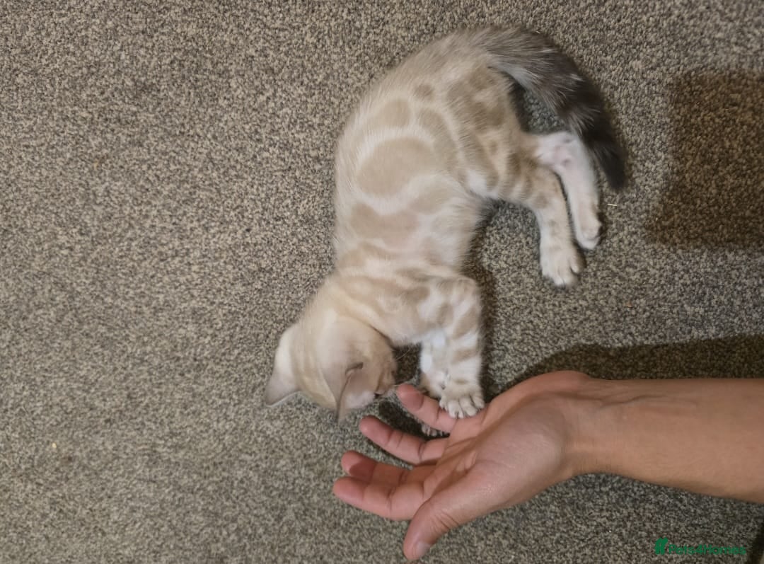 Bengal cats for sale: Snow Bengal Boy Ready For New Home - Image 4