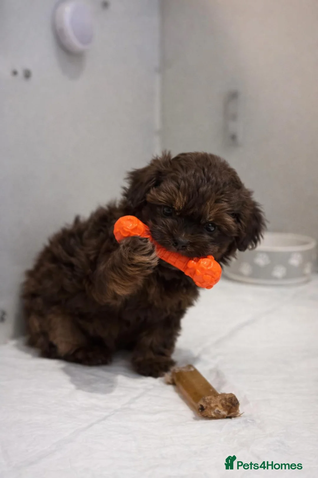 Shihpoo dogs for sale: Shih poo puppy’s  - Advert 1
