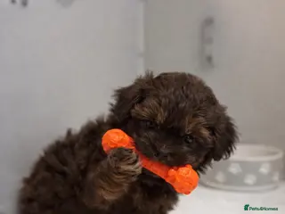 Shihpoo dogs Shih poo puppy’s - Advert 6