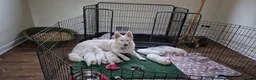 White Swiss Shepherd dogs for sale: Last girl ready now KC registered  WSS in Boston - Advert 13