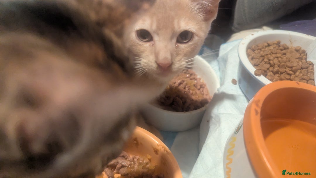 Mixed Breed cats for sale: Adorable short haired kittens - Image 10