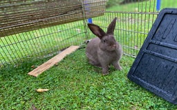 Mixed Breed rabbits for sale: Female mini lop x - Image 2