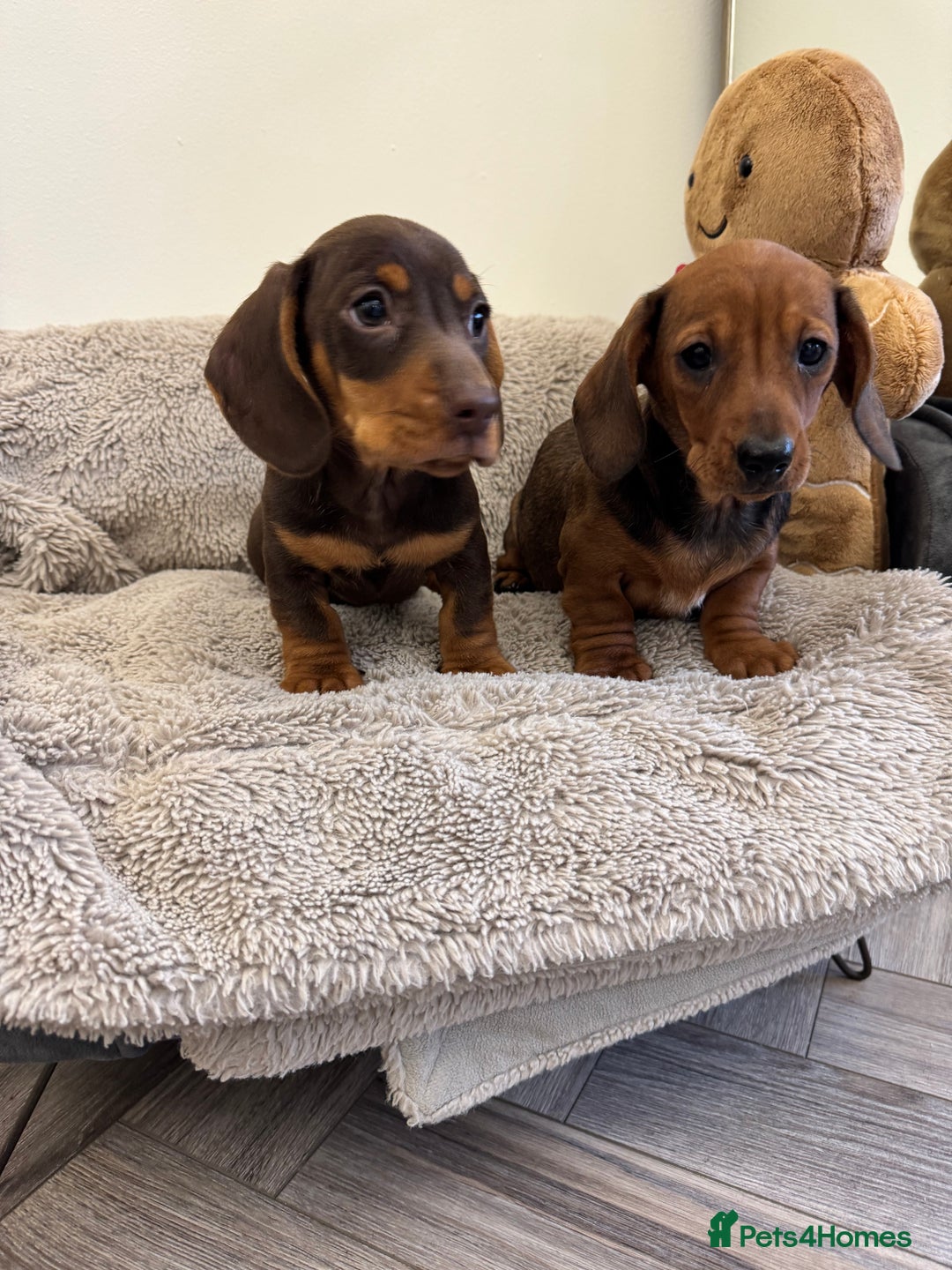 Miniature Dachshund dogs for sale: Miniature dachshund  - Advert 12