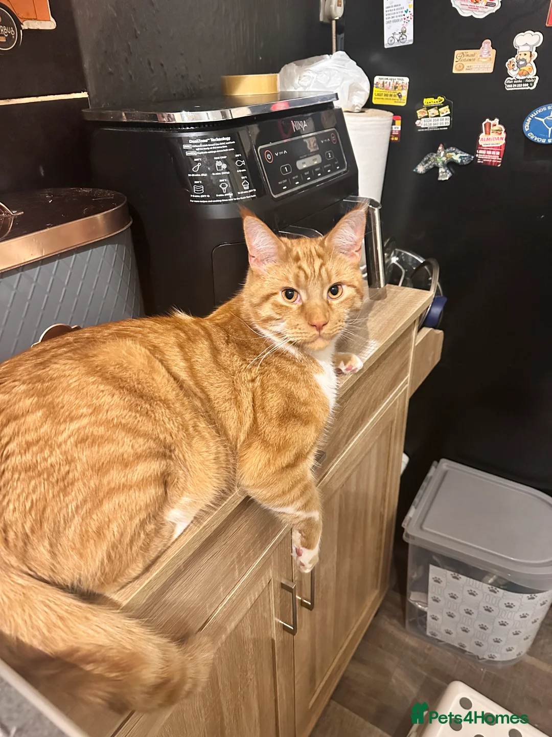 Maine Coon cats for sale: Mixed maincoon  in Renfrew - Advert 6