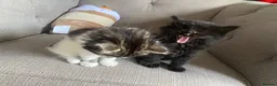Mixed Breed cats for sale: Four beautiful kittens  in Swansea - Advert 5