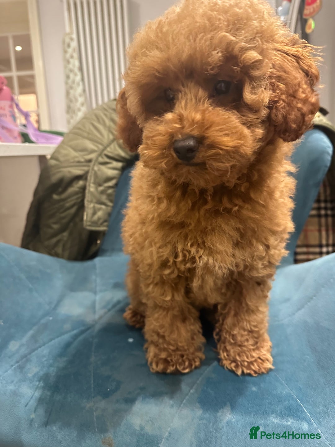 Miniature Poodle dogs for sale: lovely miniature poodle puppies - Image 23