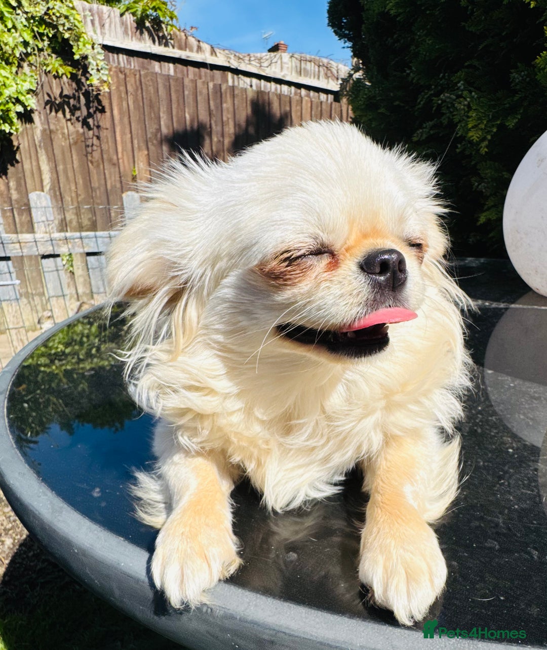 Chihuahua dogs for sale: KC long coat cream chihuahua puppies  - Advert 8