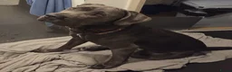 Mixed Breed dogs for sale: Great dane x cane corso  in Northolt - Advert 2