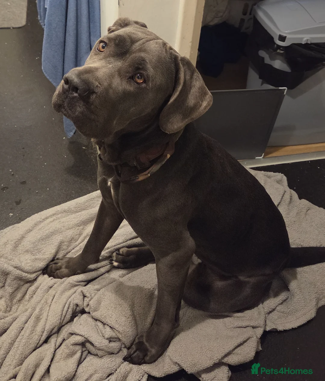 Mixed Breed dogs for sale: Great dane x cane corso  in Northolt - Advert 2