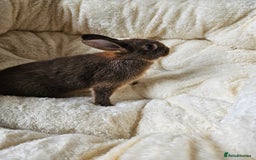 Netherland Dwarf rabbits for sale: Netherland Dwarf boy bunnies  - Image 6