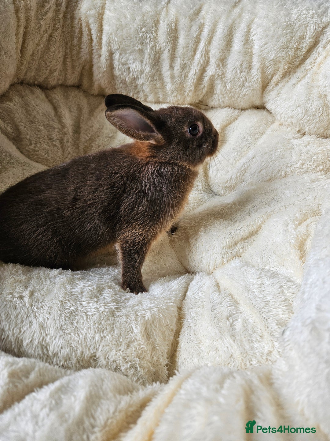 Netherland Dwarf rabbits for sale: Netherland Dwarf boy bunnies  - Image 6