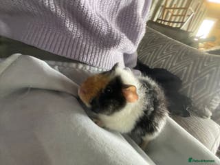 Guinea Pig rodents Beautiful baby guinea pigs - Advert 10