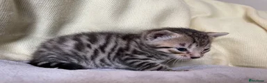 Mixed Bengal Boy Kitten 1