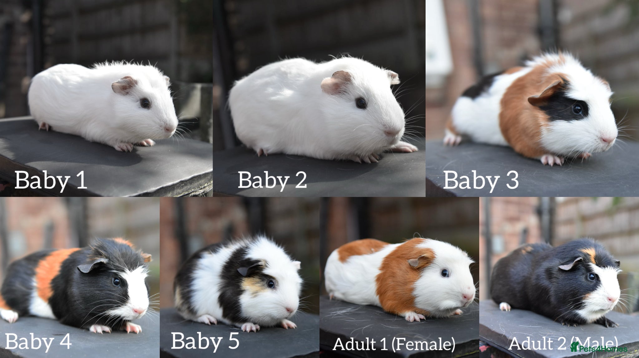 Guinea Pig rodents 2 Baby Guinea Pigs Looking For New Homes - Advert 6