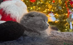 Scottish Fold cats for sale: Beautiful British Shorthair Scottish Fold Kittens - Advert 29