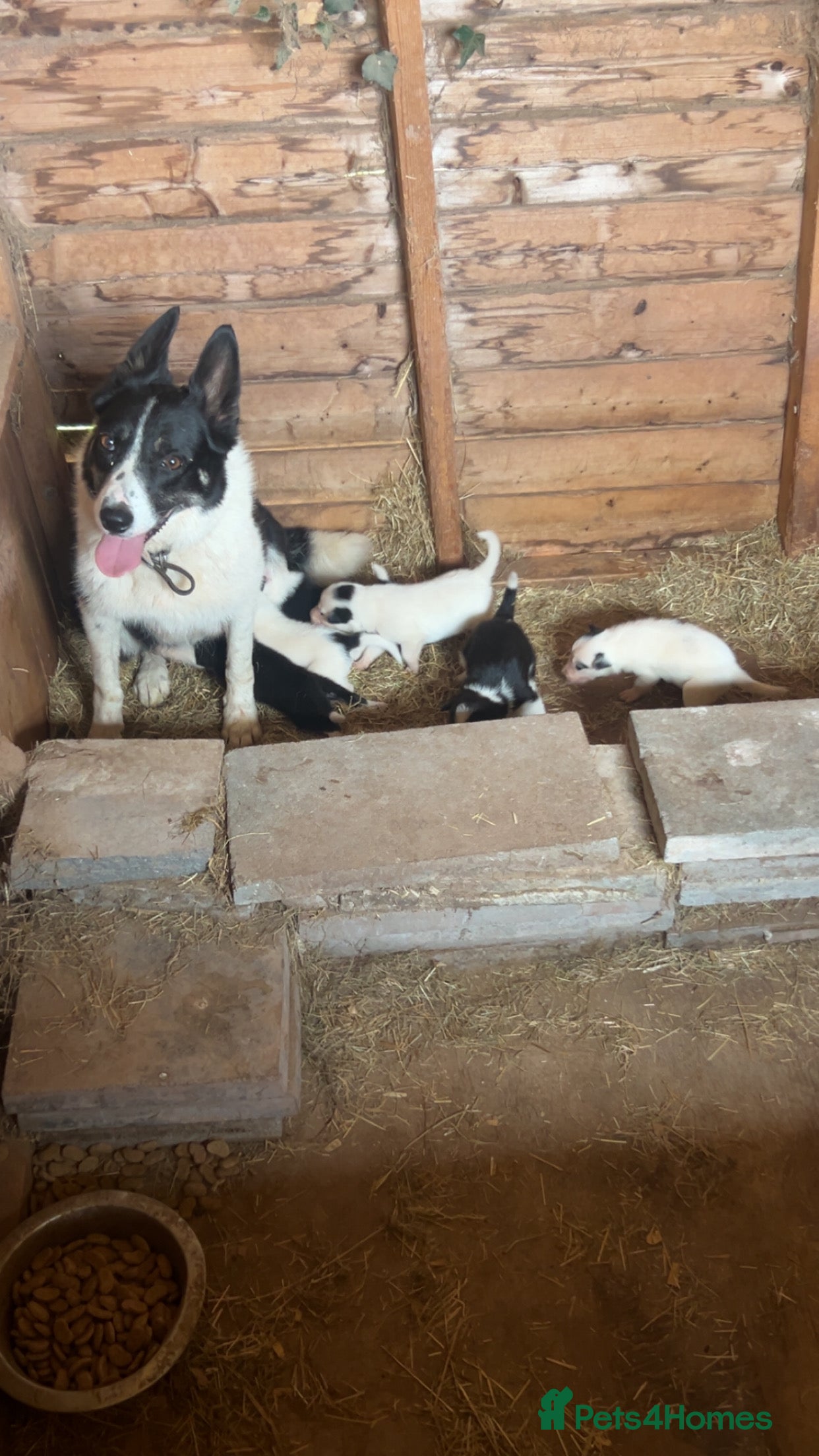 Mixed Breed dogs Collie Pup (Female) - Advert 16