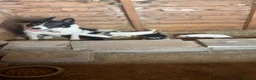 Mixed Breed dogs for sale: 3 Pups  in Brecon - Advert 2