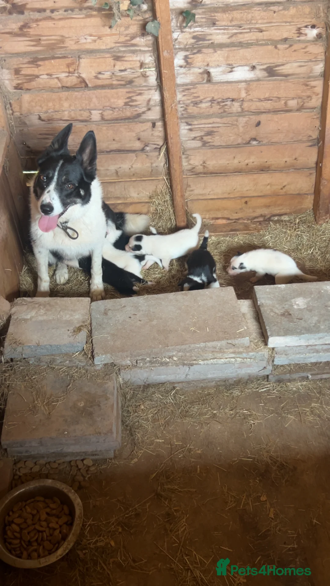 Mixed Breed dogs for sale: 3 Pups  in Brecon - Advert 2
