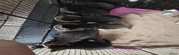 Mixed Breed cats for sale: Kittens for Sale in Bridlington - Advert 20