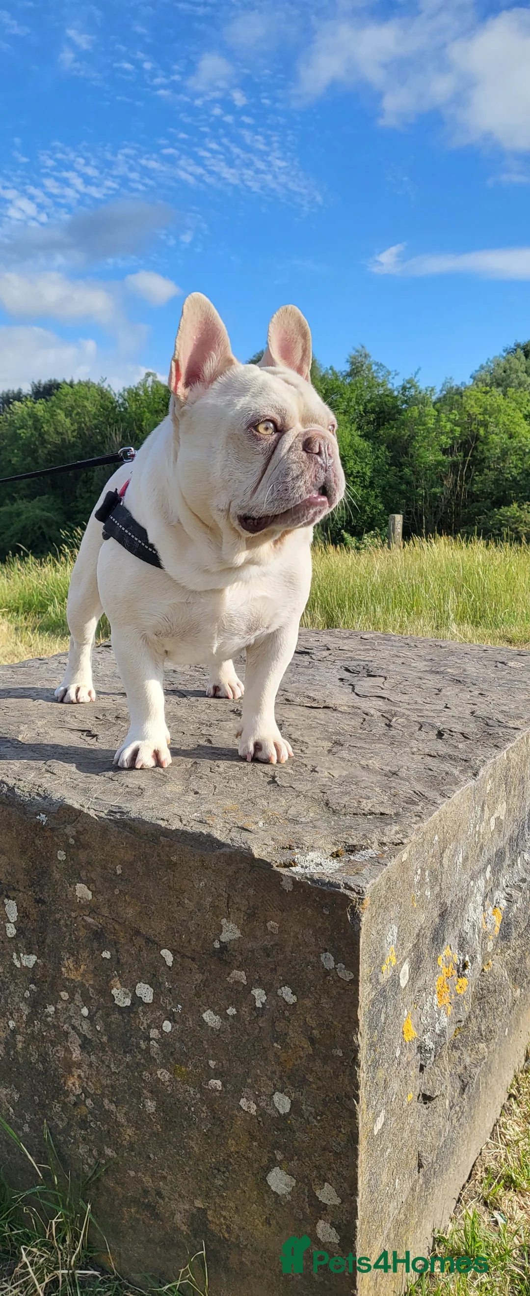 French Bulldog dogs for stud:  💥Amazing structure and quality! in Ebbw Vale - Advert 4