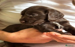 Cocker Spaniel dogs for sale: Beautiful Cocker Spaniels  - Image 2