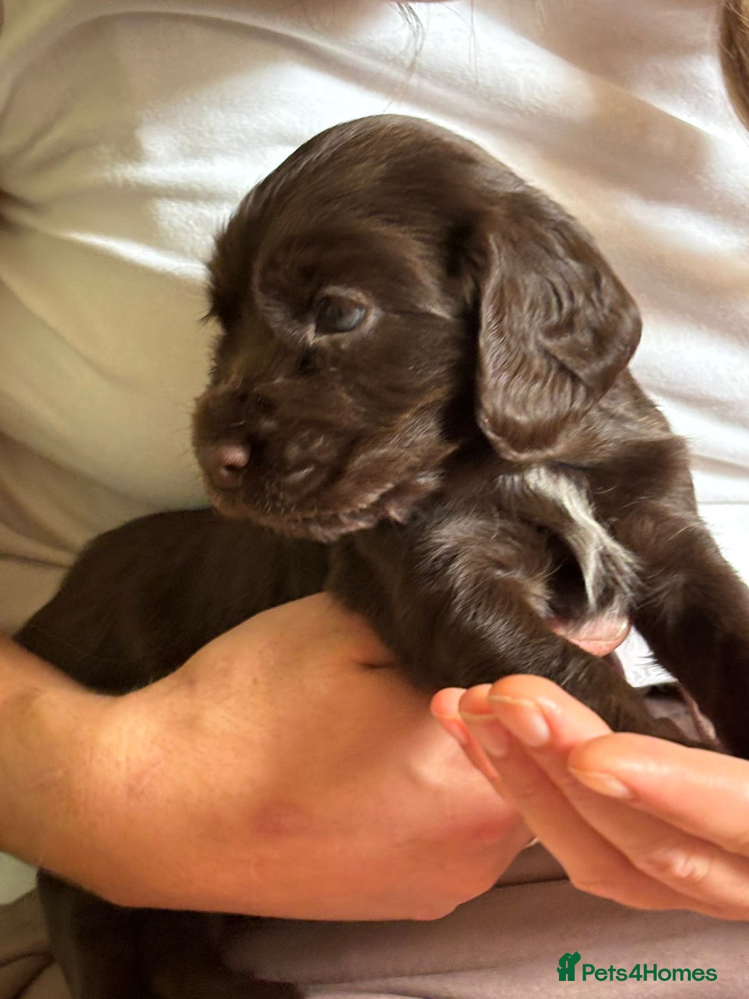 Cocker Spaniel dogs for sale: Beautiful Cocker Spaniels  - Image 2