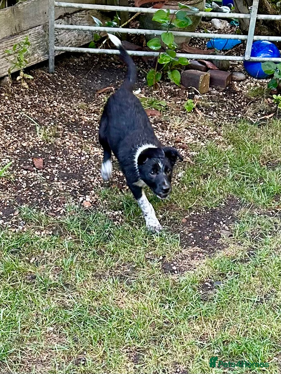 Border Collie dogs for sale: Boarder collie girl puppy - Image 3