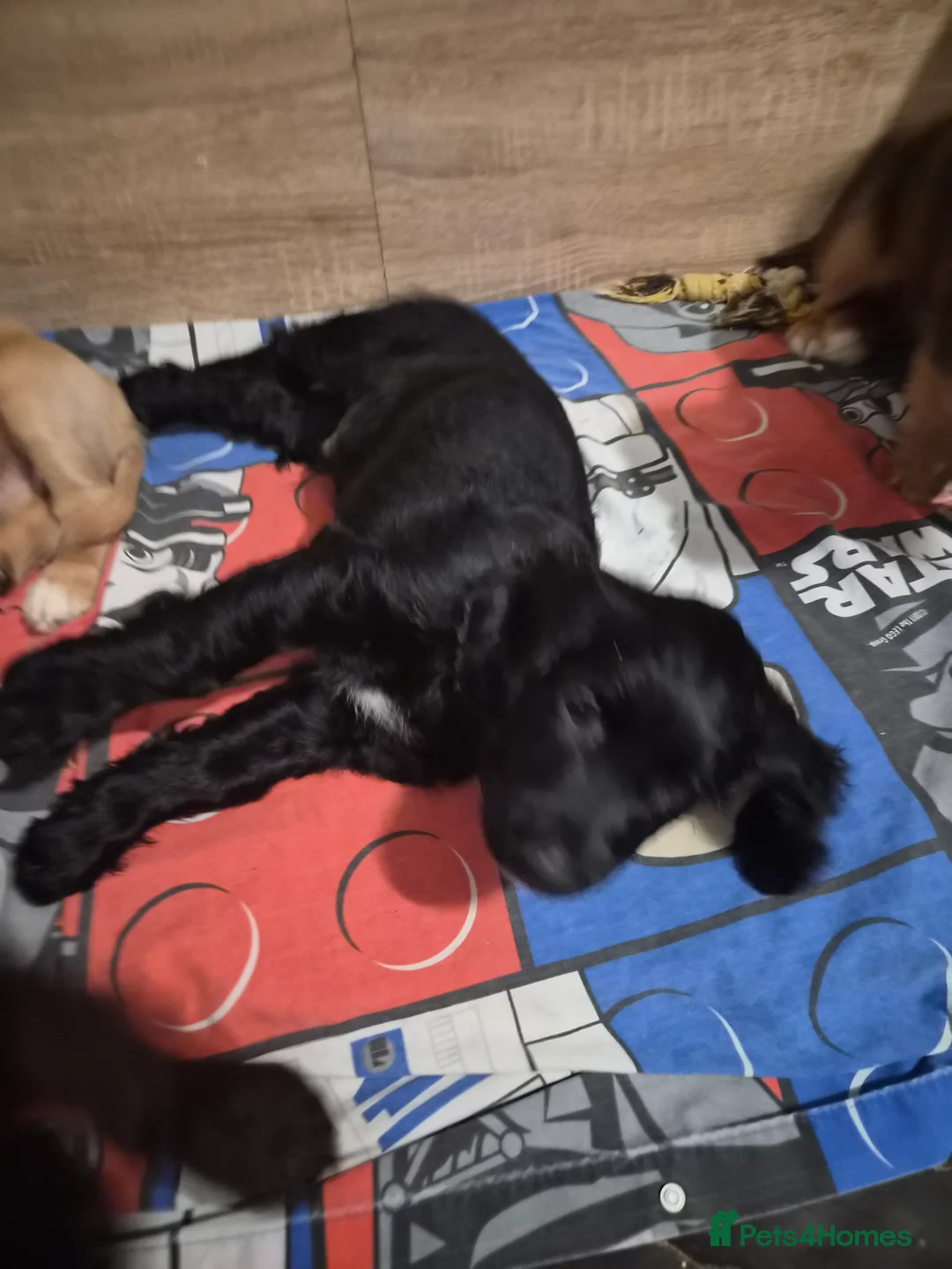 Sprocker dogs for sale: One male black sprocker  - Advert 1