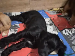 Sprocker dogs One male black sprocker - Advert 6